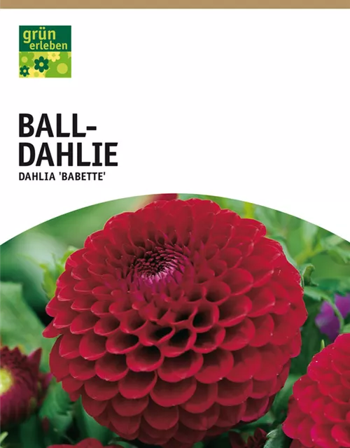 GE Dahlie Babette x1 Ball Dahlie purpur