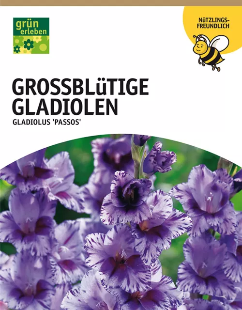 GE Gladiolus Passos x10 10/12 Großbl Glad. violet-purpur