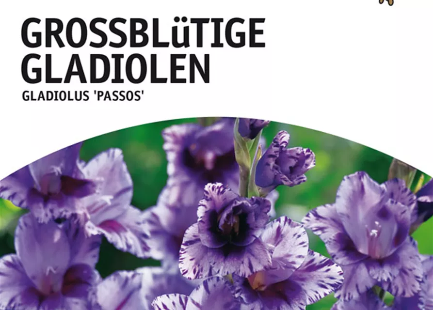 GE Gladiolus Passos x10 10/12 Großbl Glad. violet-purpur