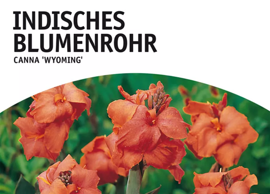 GE Canna Ind. rotl. Wyoming x1 Blumenrohr orange