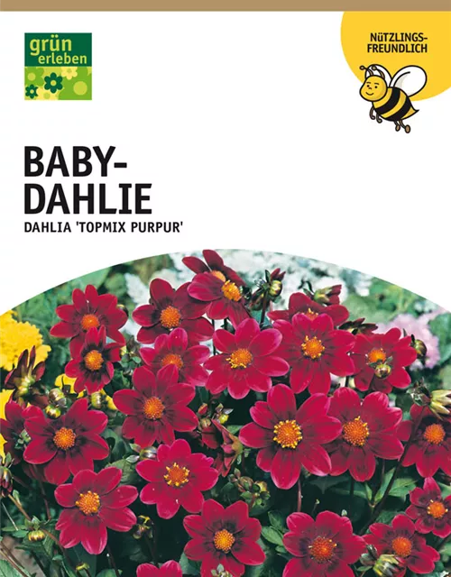 GE Dahlie Topmix purpur x1 Baby Dahlie purpur