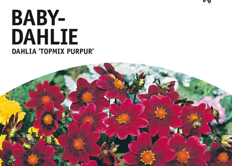 GE Dahlie Topmix purpur x1 Baby Dahlie purpur