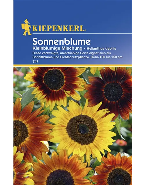 Kiepenkerl Helianthus Kleinblum gelbtöne PG C