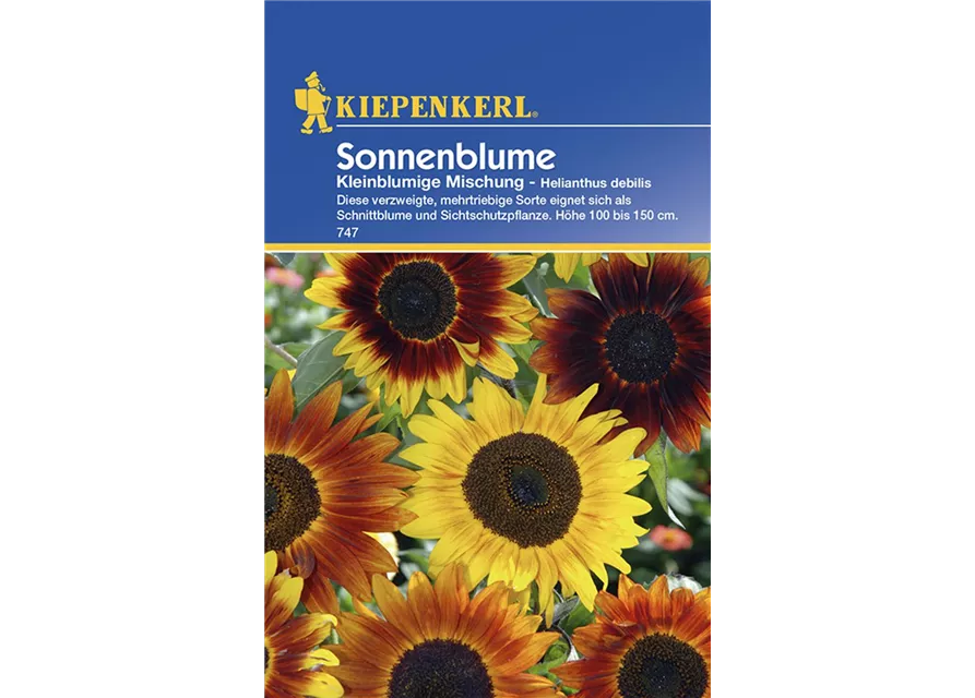 Kiepenkerl Helianthus Kleinblum gelbtöne PG C