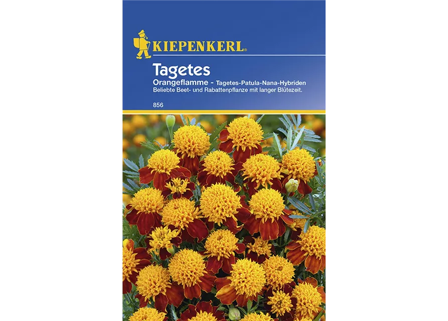 Tagetes Orangeflamme Preisgruppe B