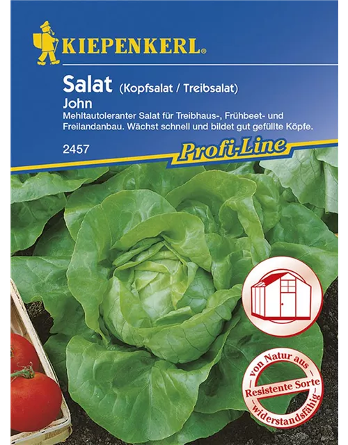 Kopfsalat John (Treib) Preisgruppe K