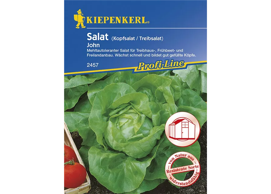 Kopfsalat John (Treib) Preisgruppe K