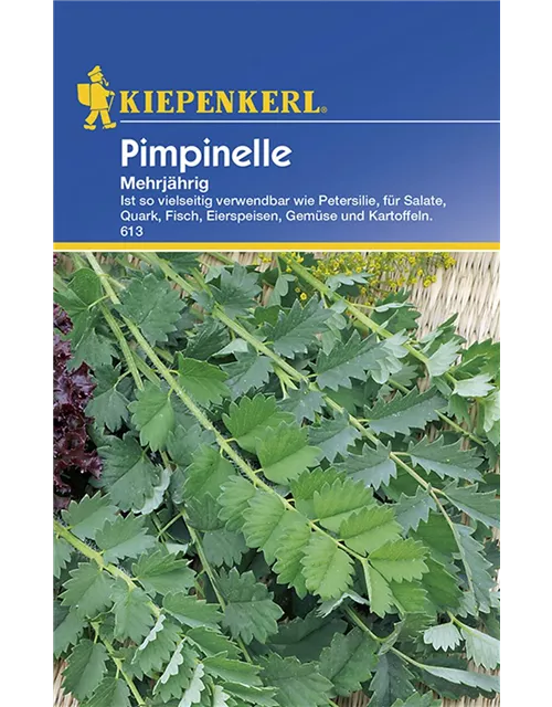 Kiepenkerl Pimpinelle Mehrjährig PG C