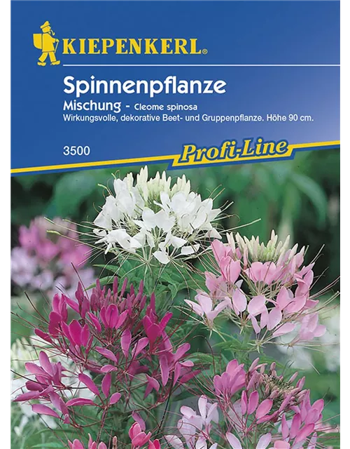 Cleome Spinosa Mischung Preisgruppe D