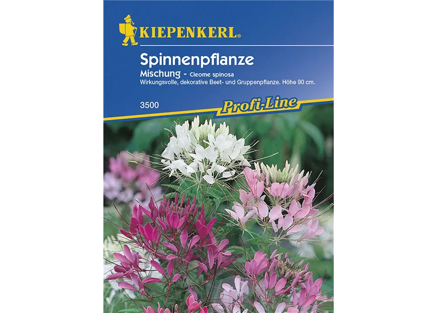 Cleome Spinosa Mischung Preisgruppe D