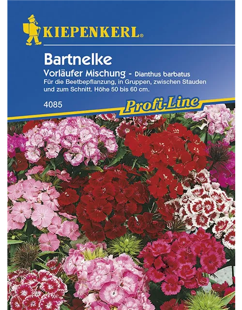 Dianthus Vorlaeufer Mix Preisgruppe D