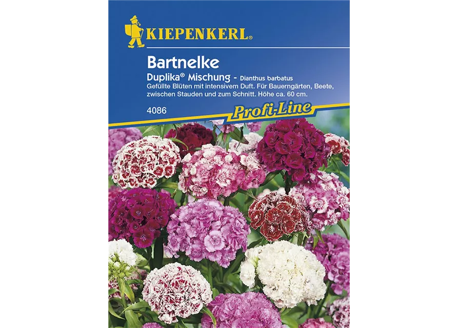 Dianthus gef.blue.Duplika Preisgruppe D