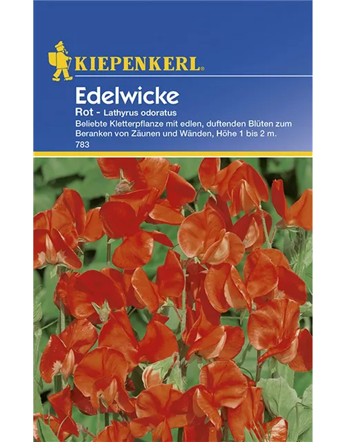 Kiepenkerl Lathyrus rot PG C