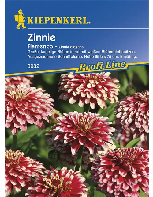 Zinnie einjährig Flamenco - Zinnia elegans