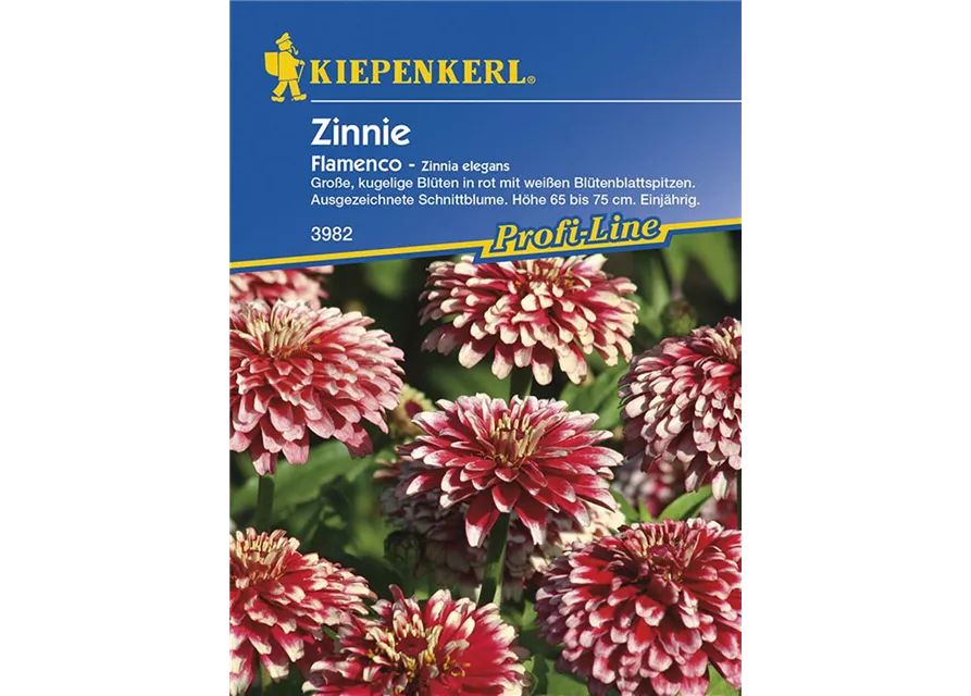 Zinnie einjährig Flamenco - Zinnia elegans