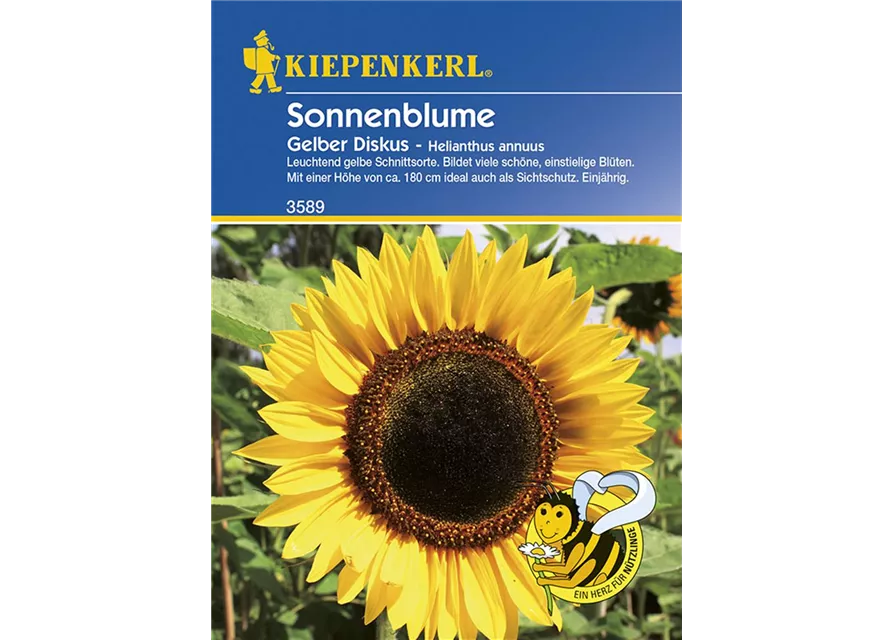 Helianthus Gelber Diskus KIE-D