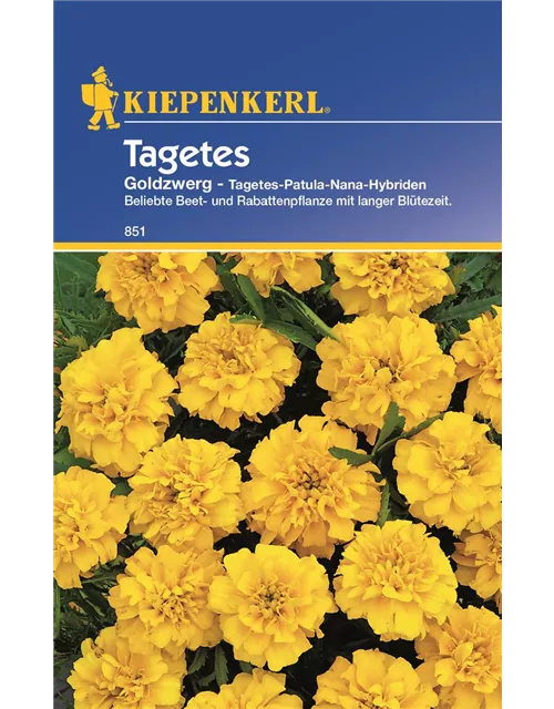 Tagetes Goldzwerg