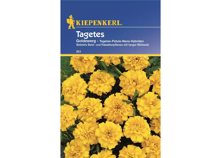 Tagetes Goldzwerg