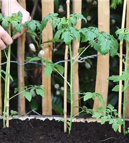 Cherrytomaten - Einpflanzen im Hochbeet