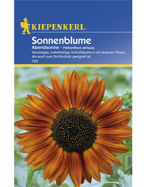 Helianthus Abendsonne KIE-C