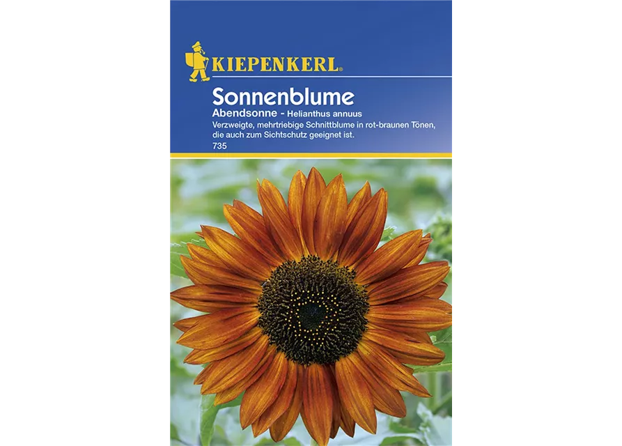 Helianthus Abendsonne KIE-C