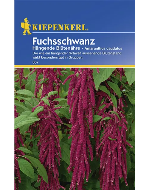 Amaranthus Haengend Rot Preisgruppe B