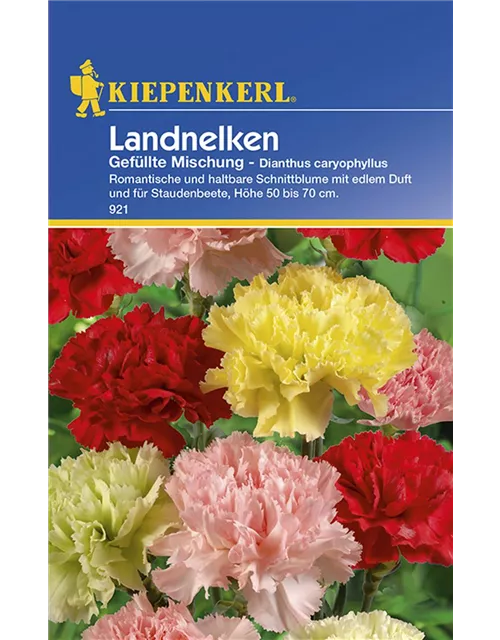 Dianthus Landnelken Preisgruppe C