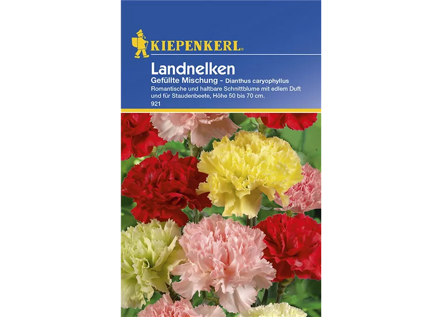 Dianthus Landnelken Preisgruppe C