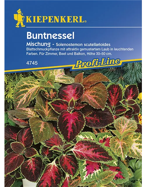 Kiepenkerl Coleus Buntnessel PG K