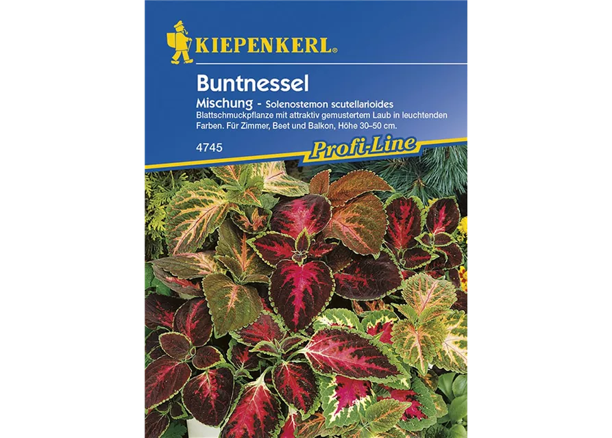 Kiepenkerl Coleus Buntnessel PG K