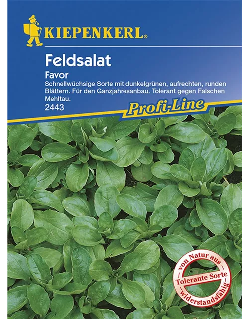 Feldsalat Favor Preisgruppe G