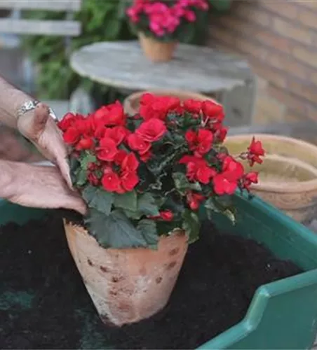 Blumenkübel - Bepflanzen mit Sommerblumen