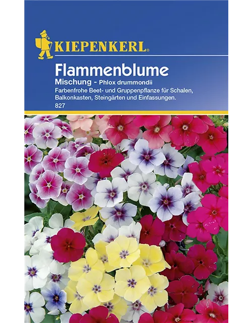 Kiepenkerl Phlox Mischung PG B