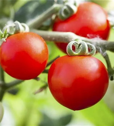 ALTE TOMATENSORTEN FüRS FREILAND!