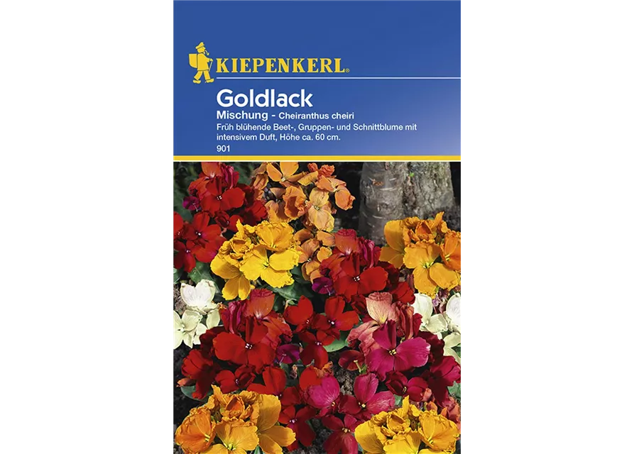 Cheiranthus Goldlack Mix Preisgruppe B