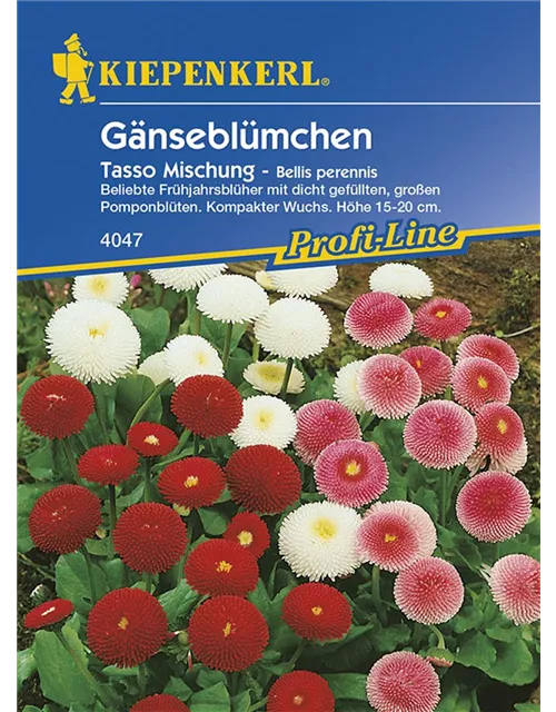 Bellis Tasso Mix KIE-N