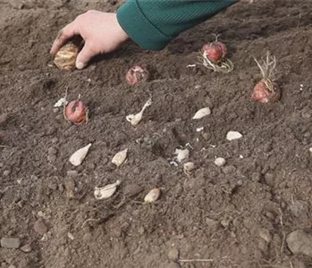 Blumenzwiebeln - Einpflanzen im Garten