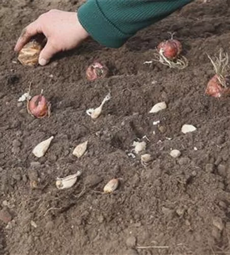 Blumenzwiebeln - Einpflanzen im Garten