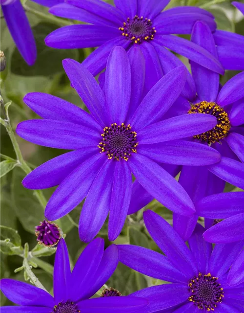 Senecio Senetti 