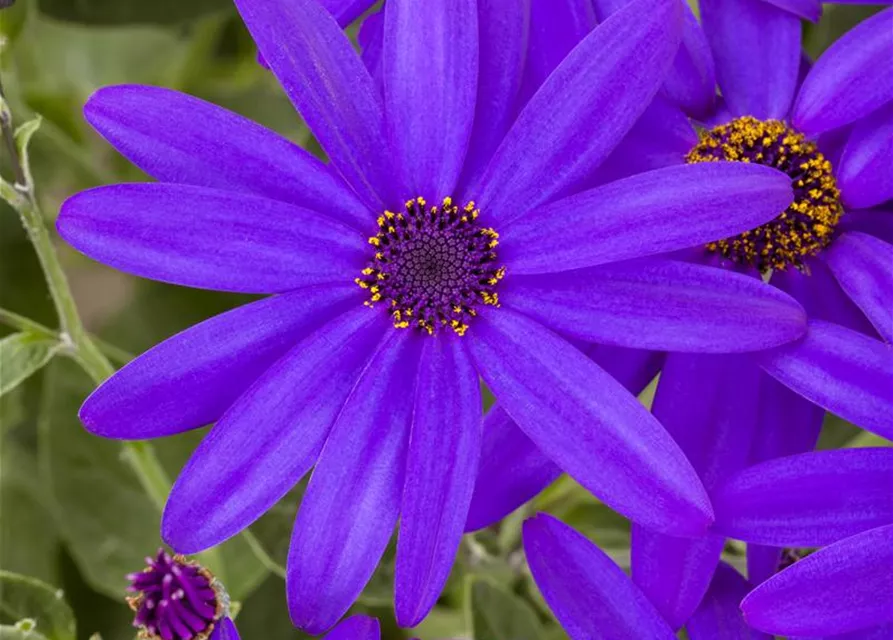 Senecio Senetti 