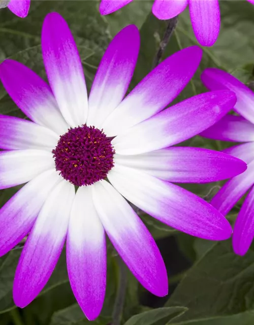 Senecio Senetti 