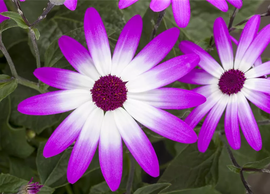 Senecio Senetti 