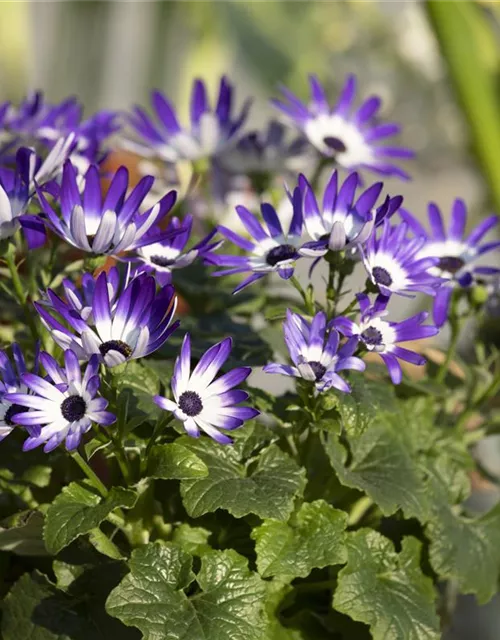 Senecio Senetti 