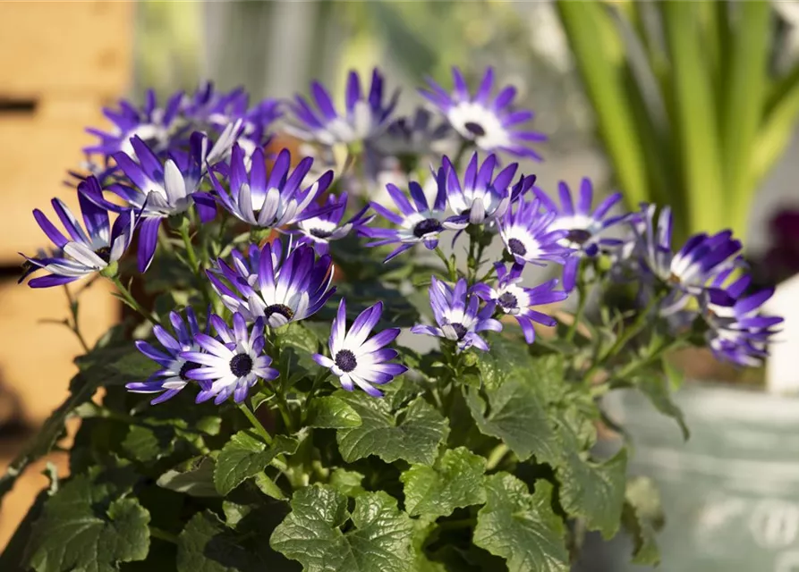 Senecio Senetti 