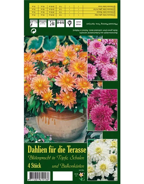 DP Dahlien für die Terasse x4 Spezial Auswahl