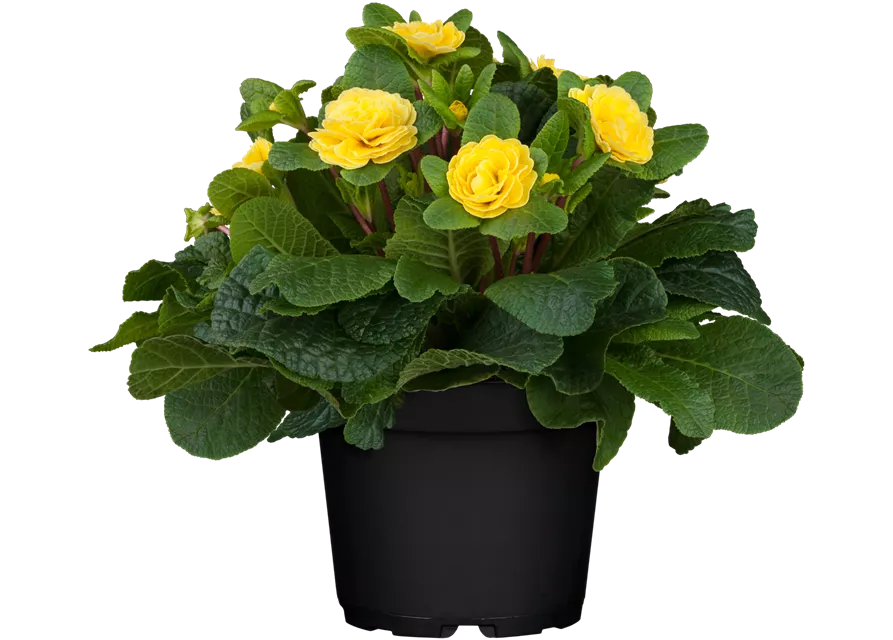 Primula "Belarina" 