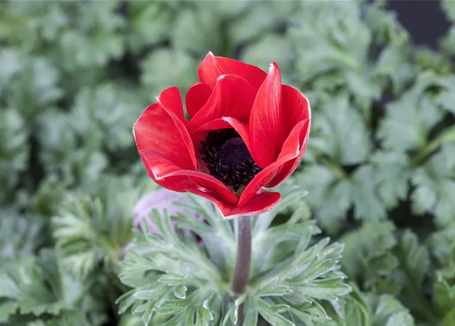 Anemone coronaria 