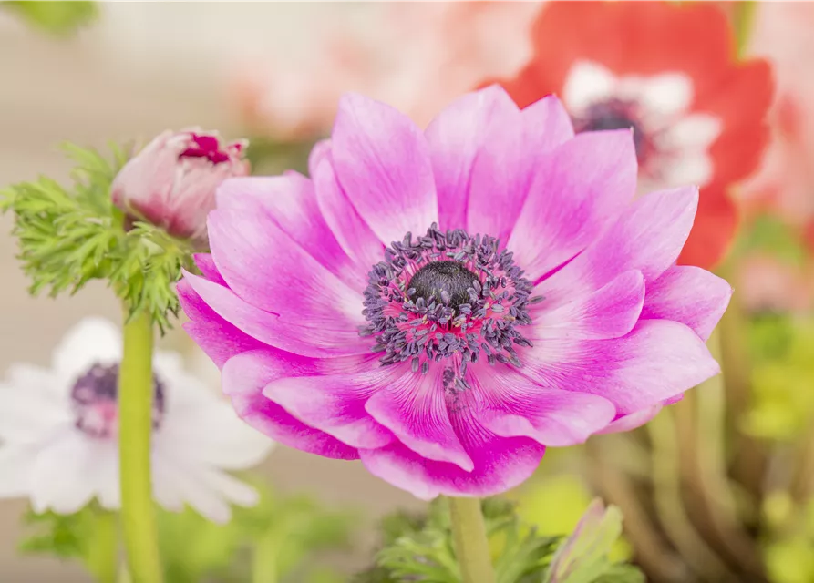 Anemone coronaria 