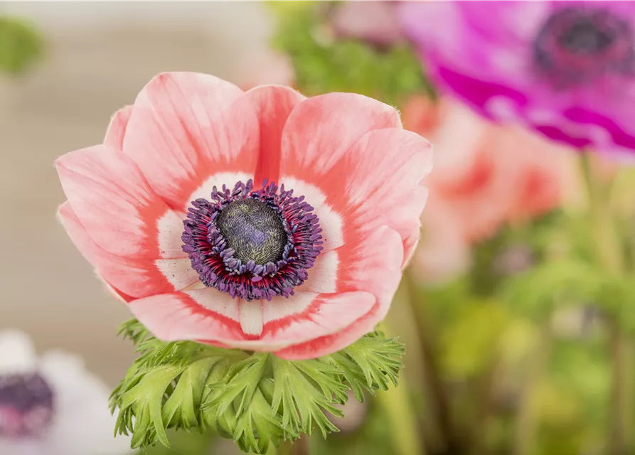 Anemone coronaria 