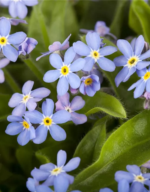 Myosotis sylvatica 